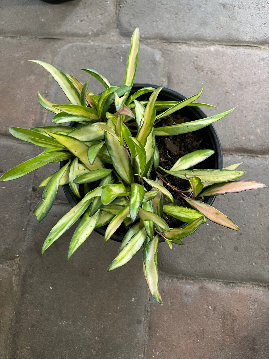 Variegated Hoya wayetii / variegated Hoya kentiana 6 pot ...