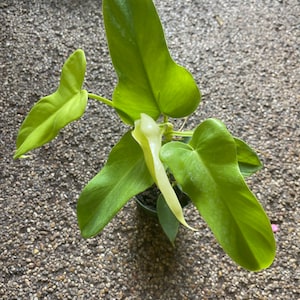 Philodendron Panduriforme aurea / yellow panda