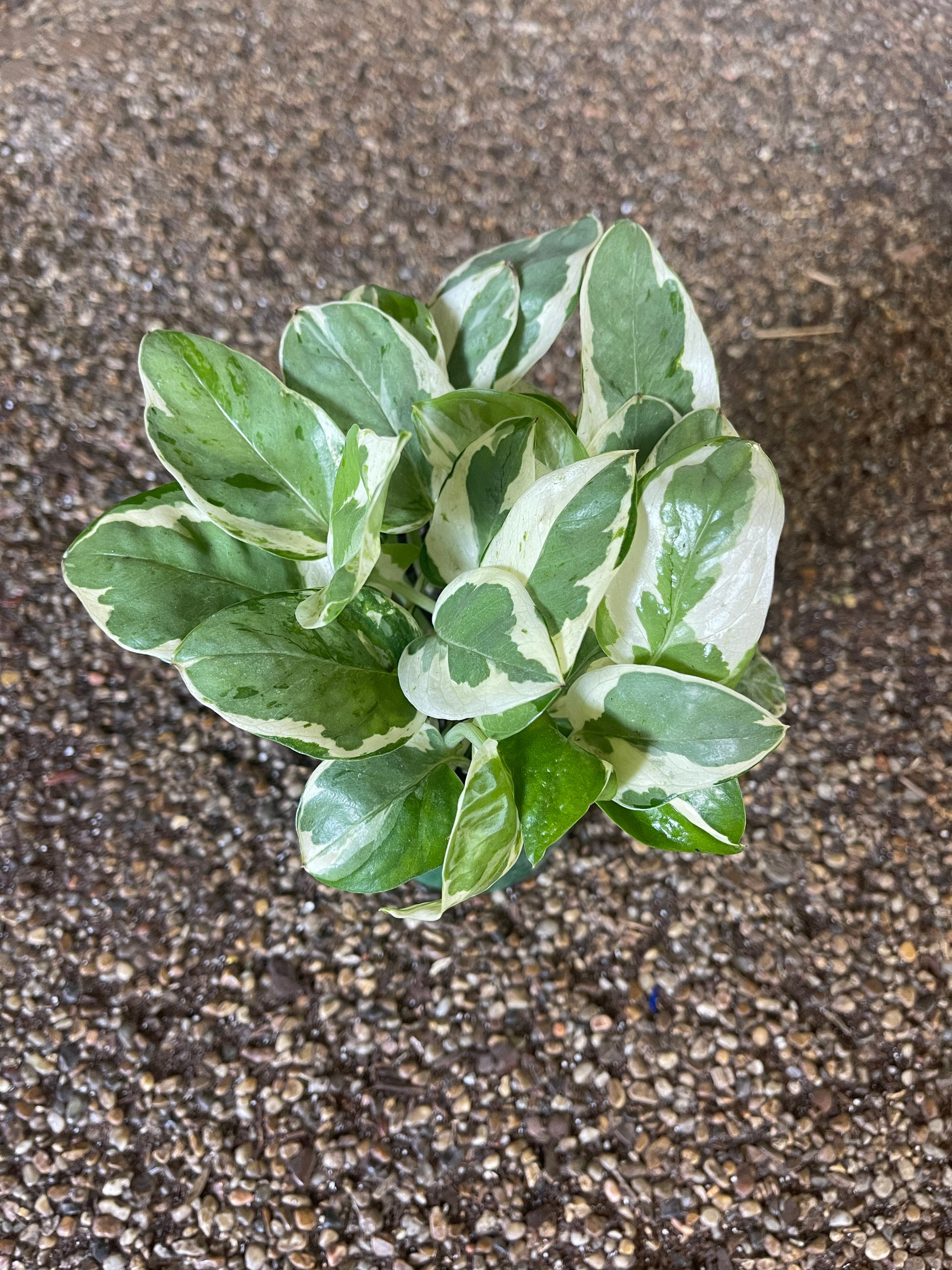 N' Joy / Pearls and Jade Pothos in 4 Pot - Etsy