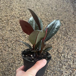 May include: A small potted rubber plant with dark green and burgundy leaves. The plant is in a black plastic pot and held by a hand. The leaves have a glossy appearance, and the plant is set against a textured, light brown surface.