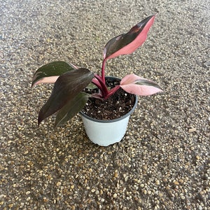 Philodendron Pink Princess 4”