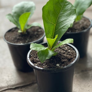 May include: A handmade wooden sign with the text "Welcome to our home" in a handwritten style. The sign is painted white with black lettering and a distressed finish, perfect for home decor.