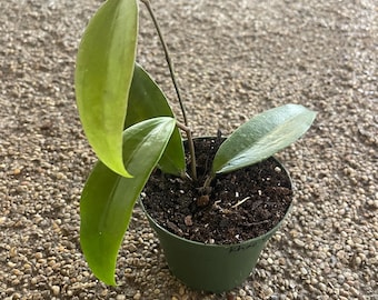 Hoya sp. 22 Khao Yai 4”