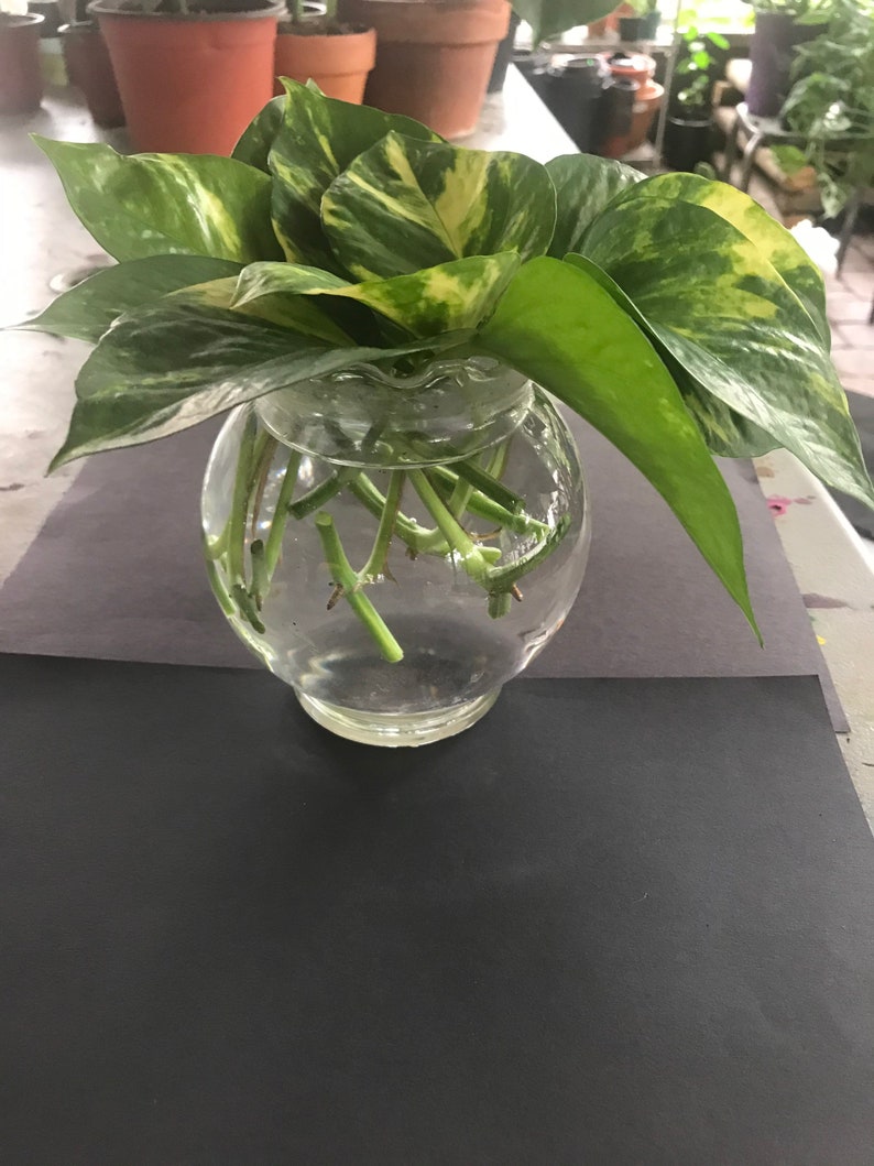 Golden pothos starter plant or cuttings Etsy
