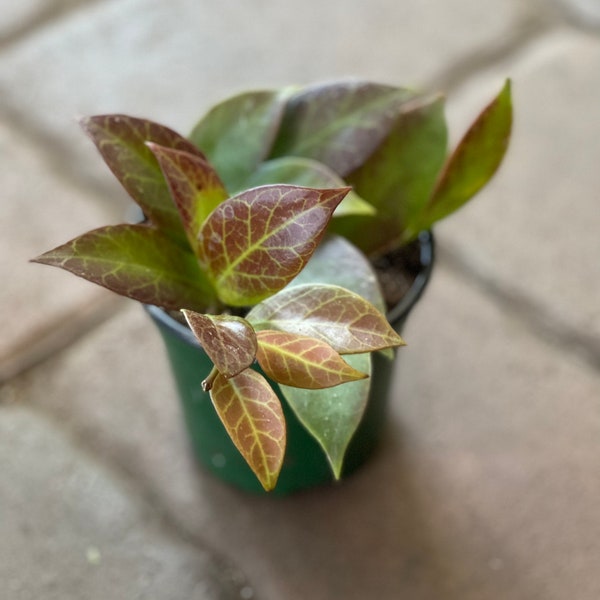 Hoya sunrise 4”