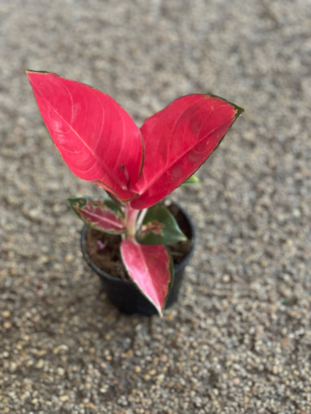 Aglaonema Red King - Etsy
