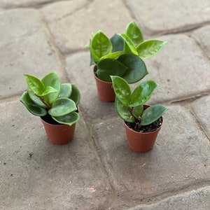Hoya carnosa Chelsea 2”