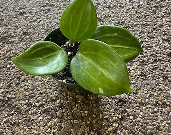 Hoya Merrillii