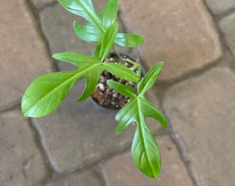 May include: A small green plant with large, deeply lobed leaves growing in a brown pot. The plant is sitting on a gray brick surface.