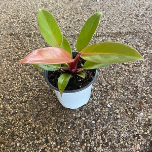 Prince of Orange philodendron starter plant 4” pot