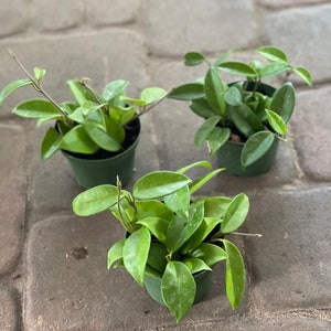 Hoya carnosa jade in 4” pot