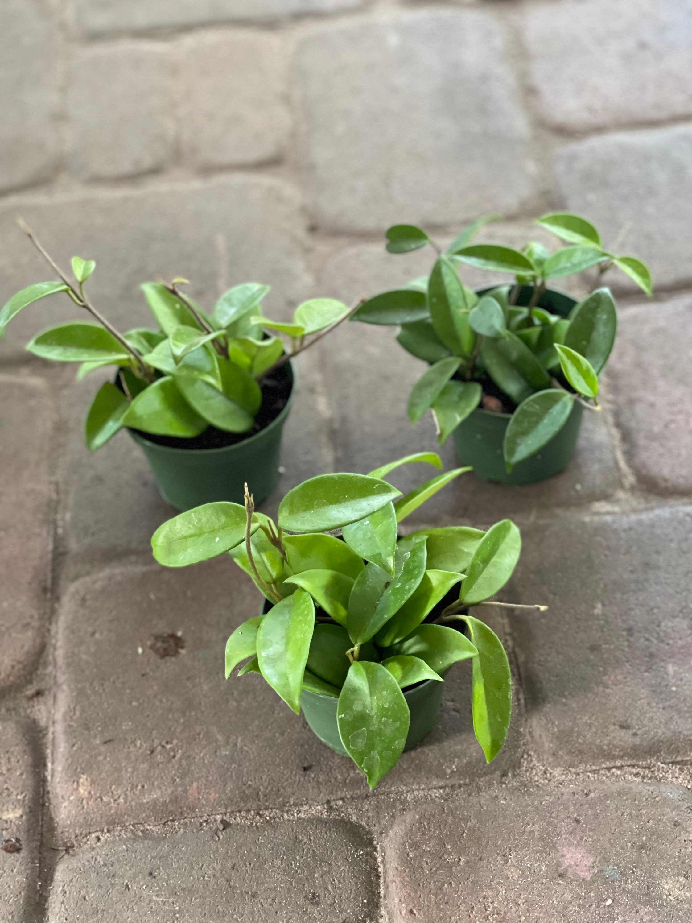 4” Hoya Jade - Houseplant main image 0