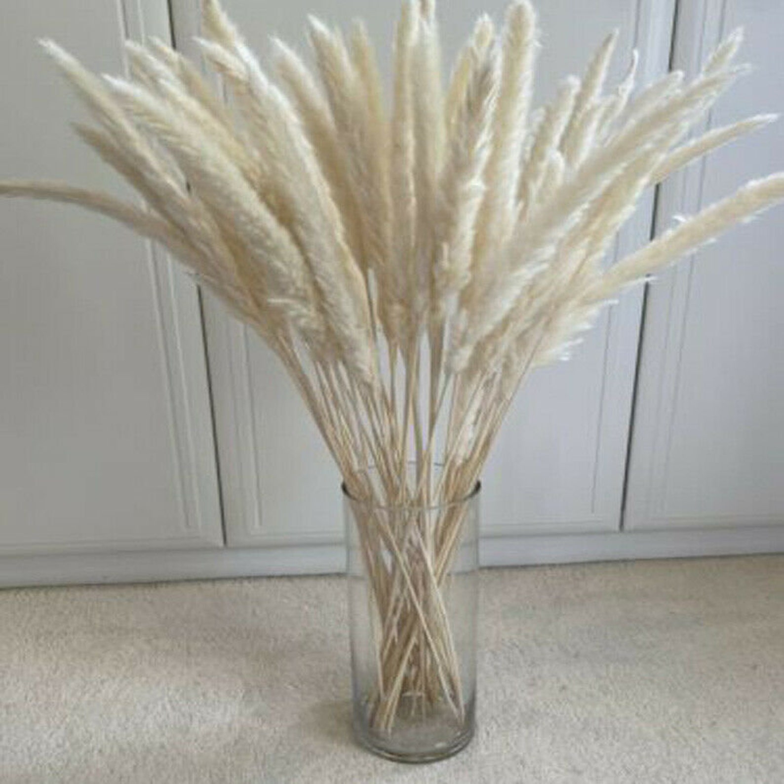 Natural Dried Pampas Grass White Rabbit Tail Grass Reed Etsy