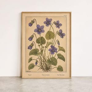 May include: A framed botanical print on aged paper featuring a detailed illustration of Viola odorata, or violets, with purple flowers and green leaves. The text 'Pl. 57', 'Violet', 'Viola odorata', and 'Das Veilchen' is printed on the artwork.
