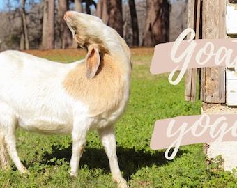 Funny & Cute Goat Yoga Screensaver/Desktop Background!