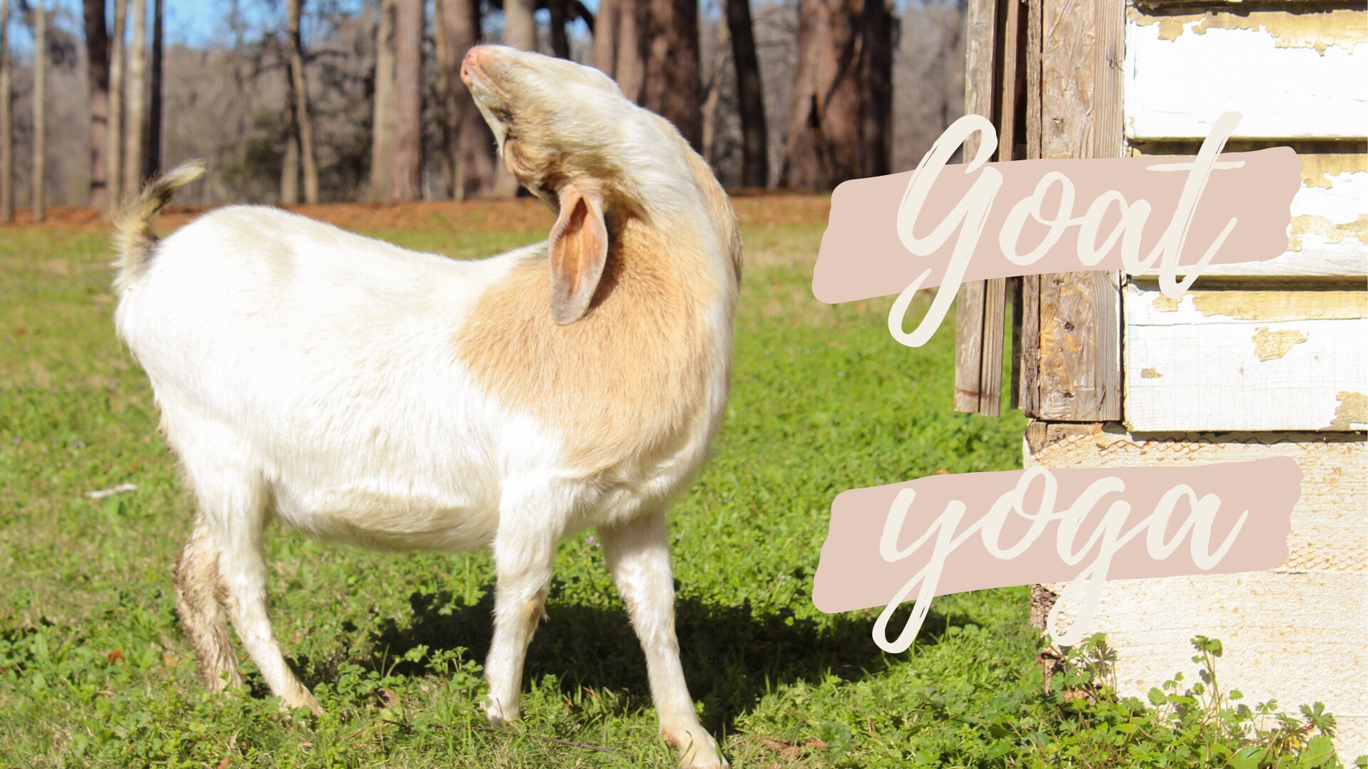 Drole Et Mignon Chevre Yoga Economiseur Decran Fond De Etsy