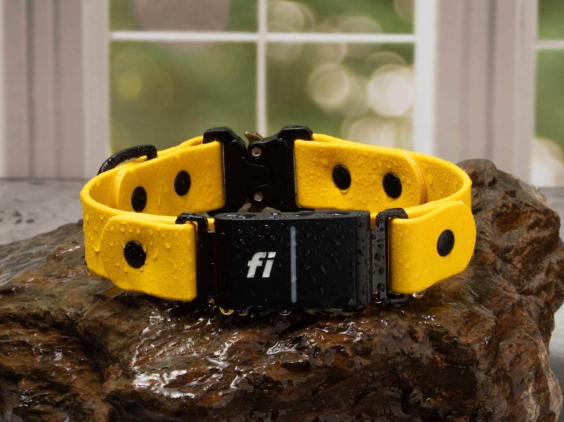 A yellow dog collar with a black buckle and a black fi device attached, placed on a rock.
