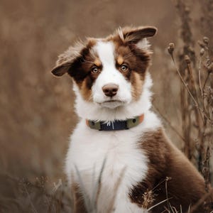 fi series 3 biothane collar on an aussie puppy
