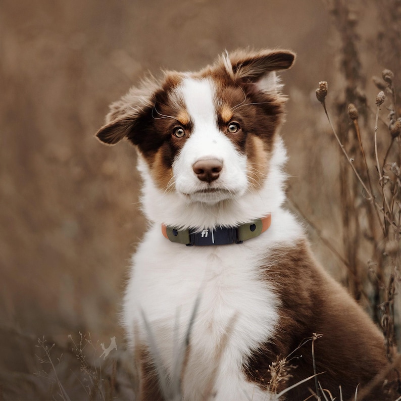 fi series 3 biothane collar on an aussie puppy