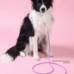 A Border Collie wearing an amethyst Rolled Biothane Slip Lead sitting on a pink background