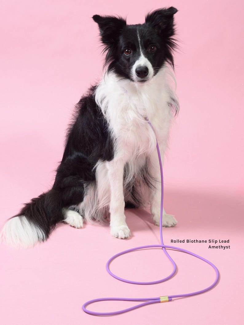 A Border Collie wearing an amethyst Rolled Biothane Slip Lead sitting on a pink background