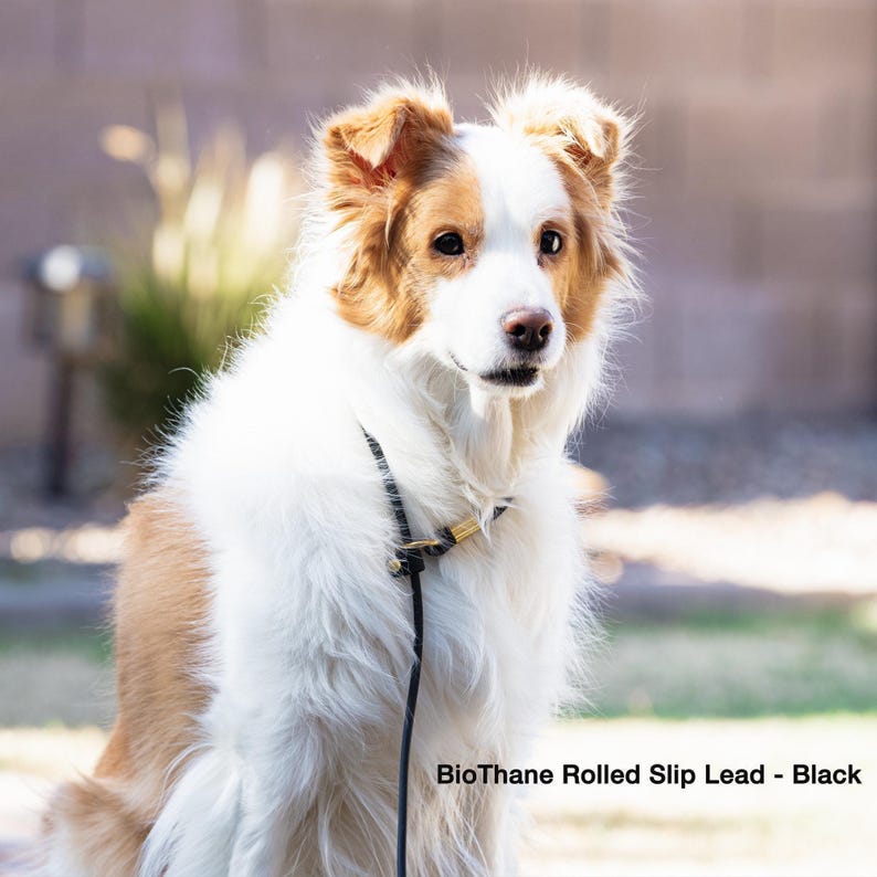 border collie wearing biothane rolled slip lead in black sitting outside