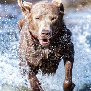 A brown dog running through water, with splashing visible around it.