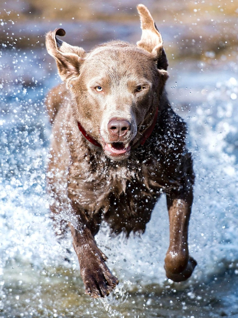 A brown dog running through water, with splashing visible around it.