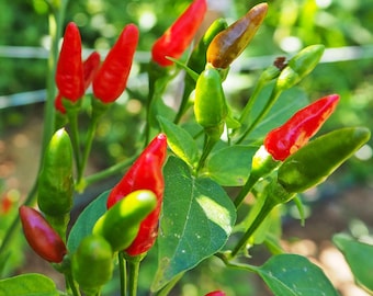 Birds Pepper, Birds Eye Chili Samen, Thai Hot Pepper 30 Samen