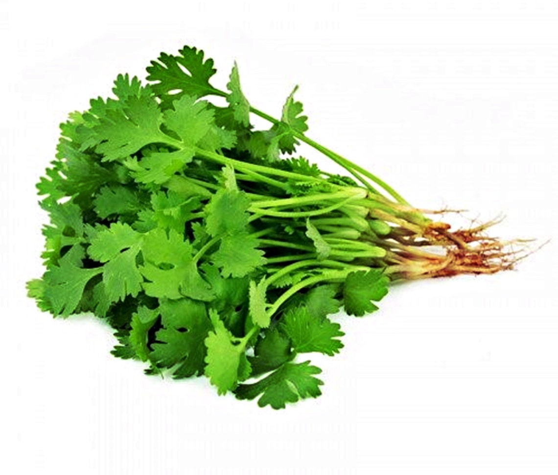 thai cilantro