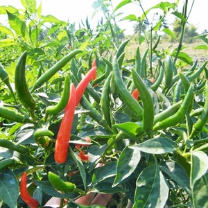 Vogel Chili Samen, Jinda Thai Chili Samen, Red Chili Pepper Thai Bio Samen 30 Samen. Bild 5