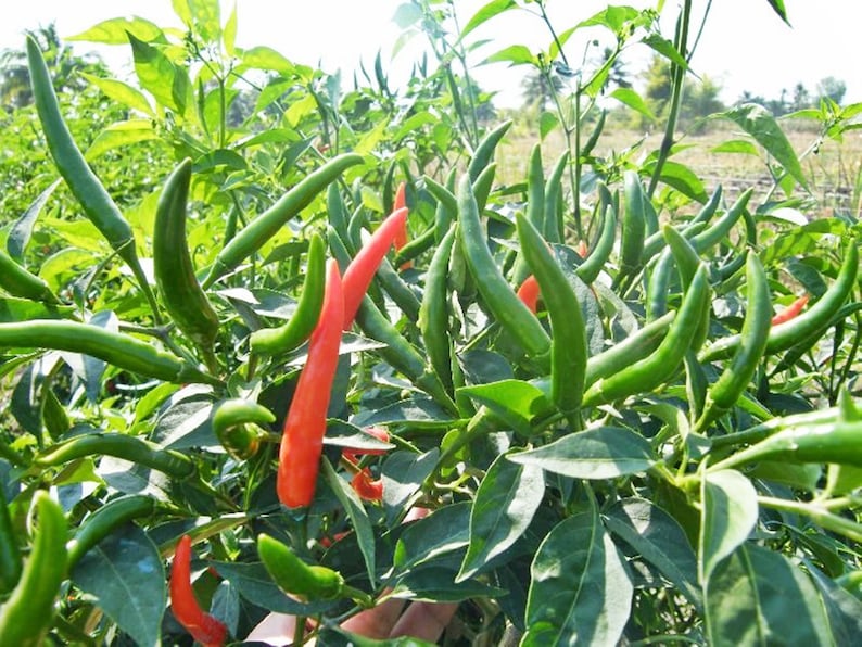 Vogel Chili Samen, Jinda Thai Chili Samen, Red Chili Pepper Thai Bio Samen 30 Samen. Bild 5