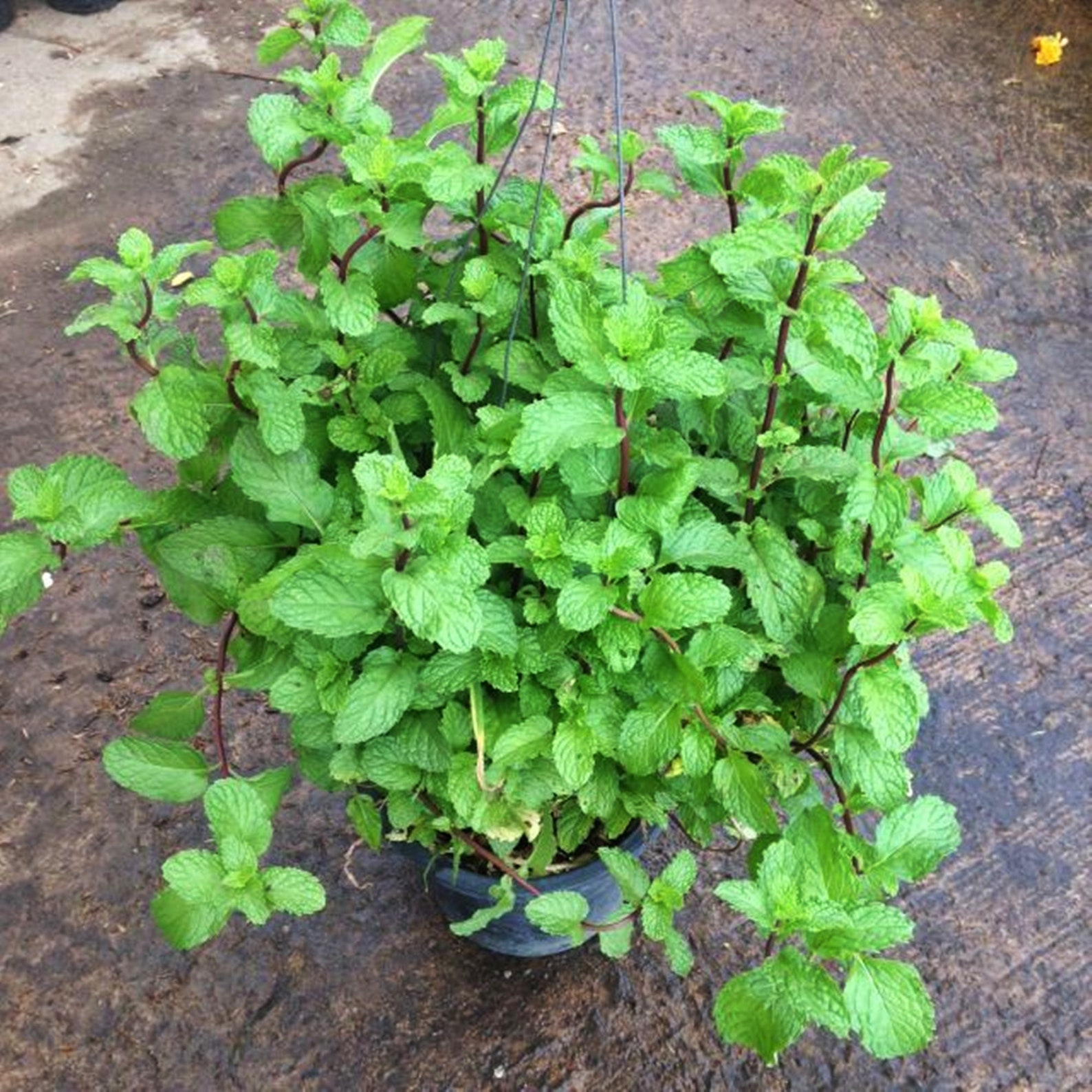 Thai Mint Seeds Lemon Balm Seeds Kitchen Mint Marsh Mint Etsy