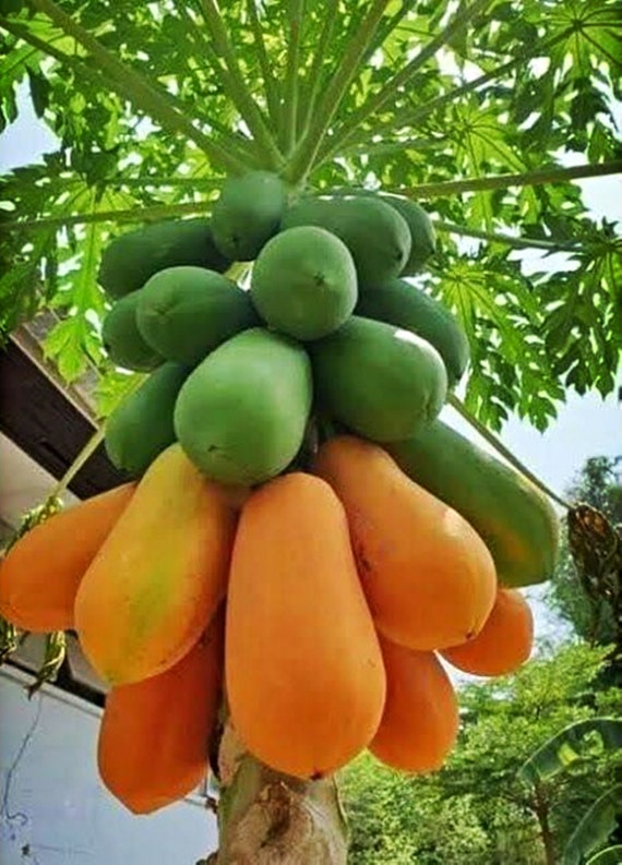 Papaya Seeds Holland Papaya Seeds Thai Papaya Seed Sweet Etsy