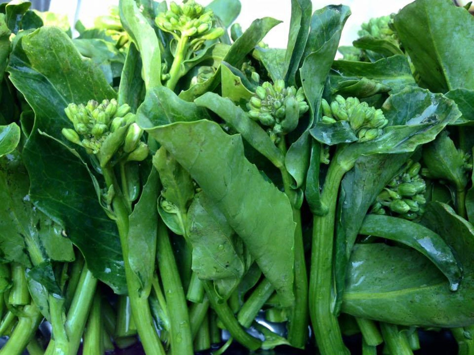 Chinese Kale Kailaan Chinese Broccoli Chinese Crispy Blue Etsy