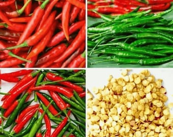 Vogel Chili Samen, Jinda Thai Chili Samen, Red Chili Pepper Thai Bio Samen 30 Samen.