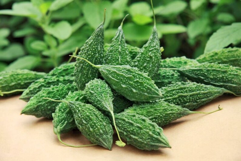 Mini Bitter Gourd Seeds Thai Mara Nok S New Before Selling Kee Mini Bitter Gourd Seeds Thai Mara Nok S New Before Selling Kee