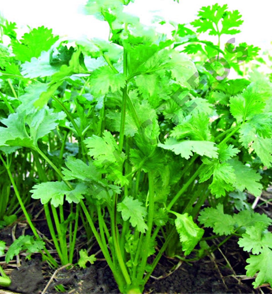 Cilantro Herb Thai Coriander 100 Seeds Etsy