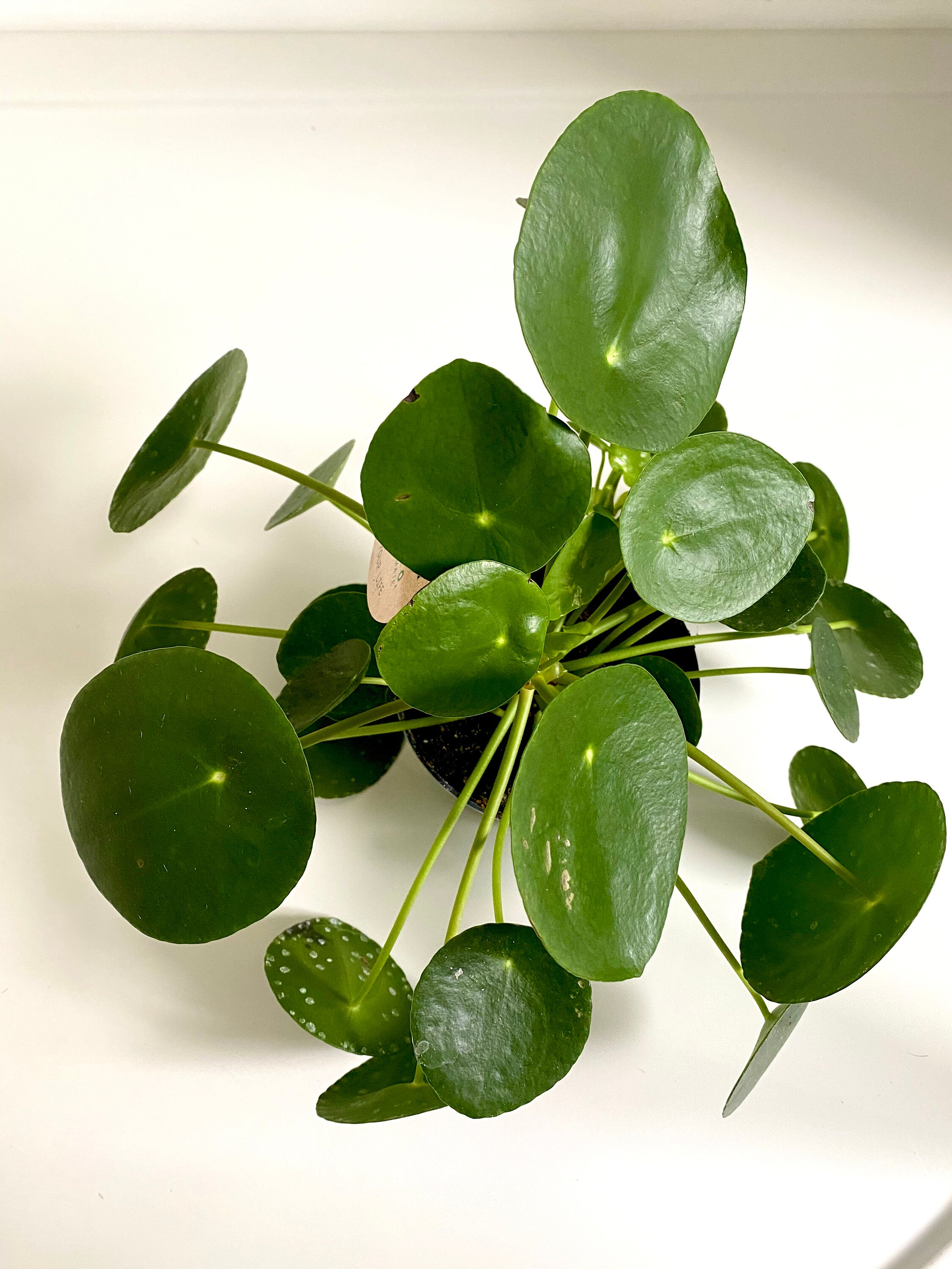 Large pilea peperomioides Chinese money plant Etsy