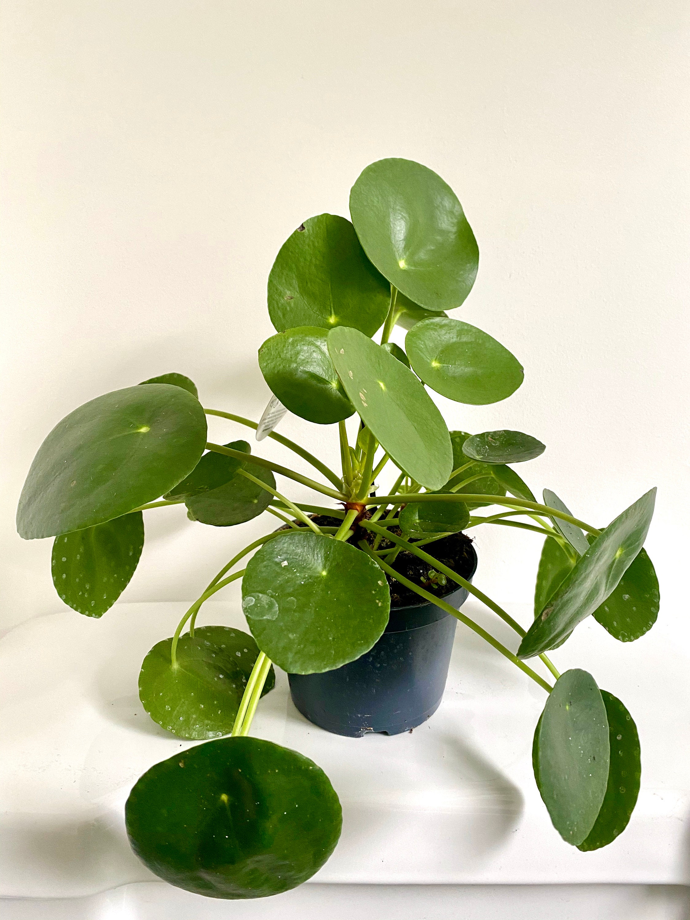 Large pilea peperomioides Chinese money plant Etsy