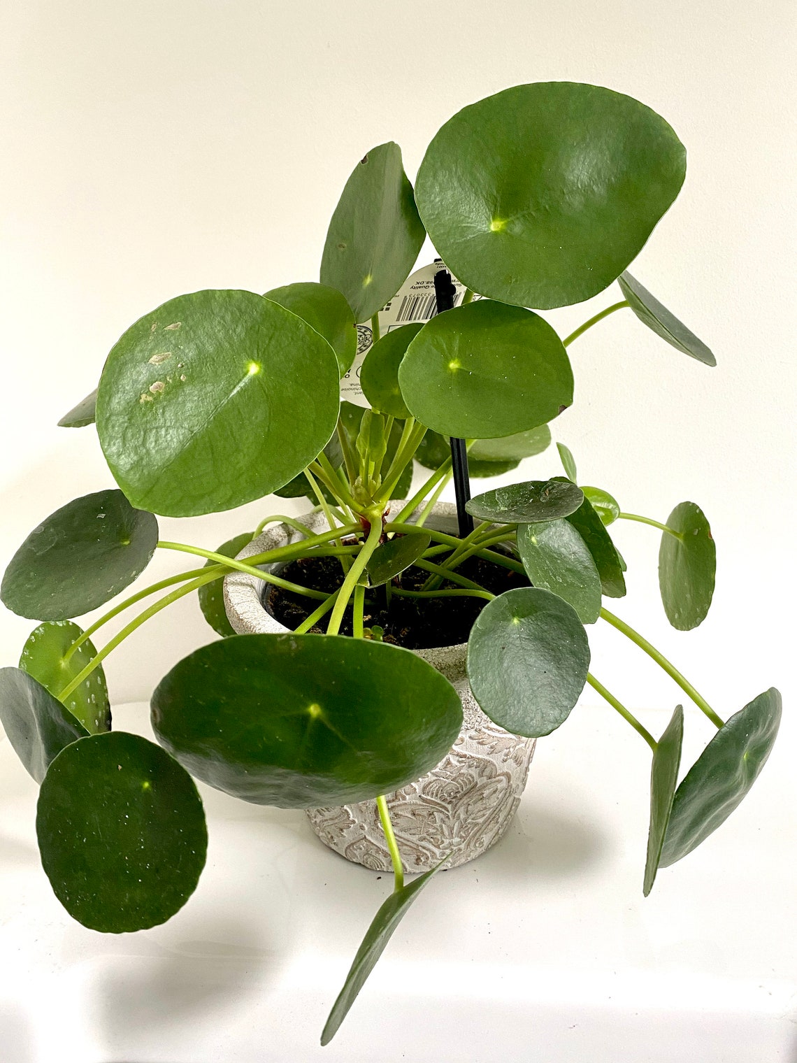 Large pilea peperomioides Chinese money plant Etsy