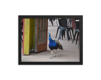 Peacock Restaurant - Hamilton - Framed Photo