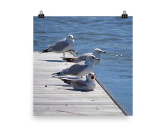 Carlstadt - Screaming Gull - Printed Photo