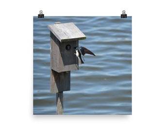 Lyndhurst - Feeding Time - Printed Photo