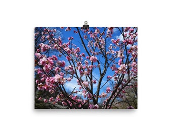 Newark - Cherry Blossoms - Printed Photo