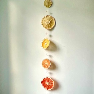 Rainbow Citrus Sun Catcher