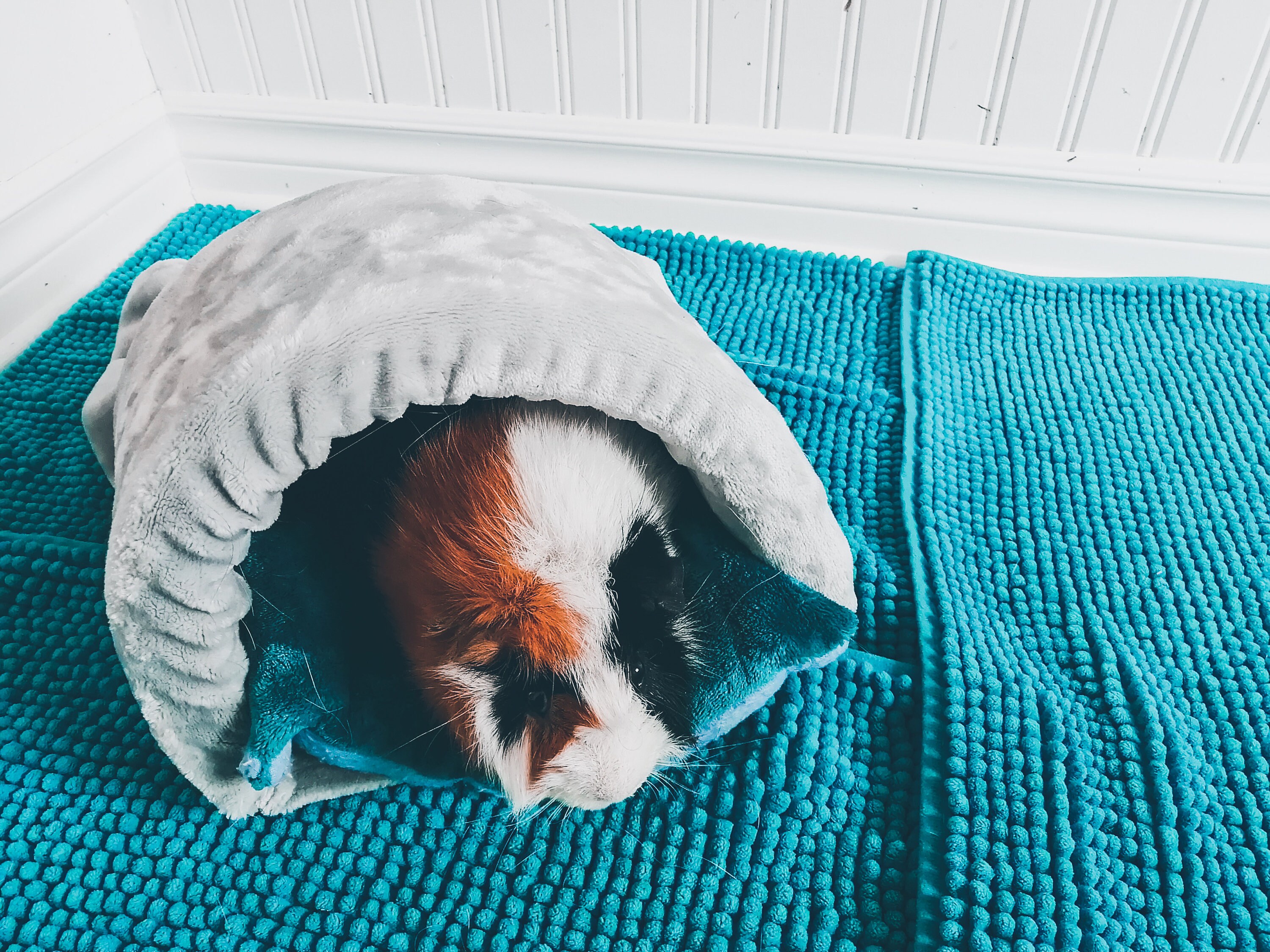 Cozy Guinea Pig Igloo Deluxe small pet home Guinea pig Etsy