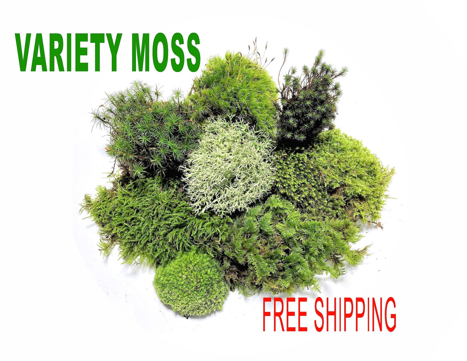 Live Fresh Moss Variety Pack High Quality For Terrariums Etsy