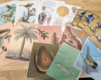 Natur und Botanische Collage Pack 50+ Stück für Gluebook Art Journal Junk Journal Vintage Paper Crafts