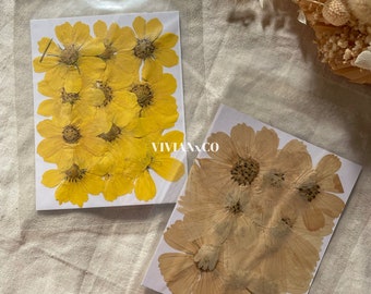 SHIPS FROM U.S. Real Dried Pressed Cosmos 12 Pieces | Resin Pressed Flowers | Pressed White Cosmos | Scrapbook Flowers | Yellow Cosmos